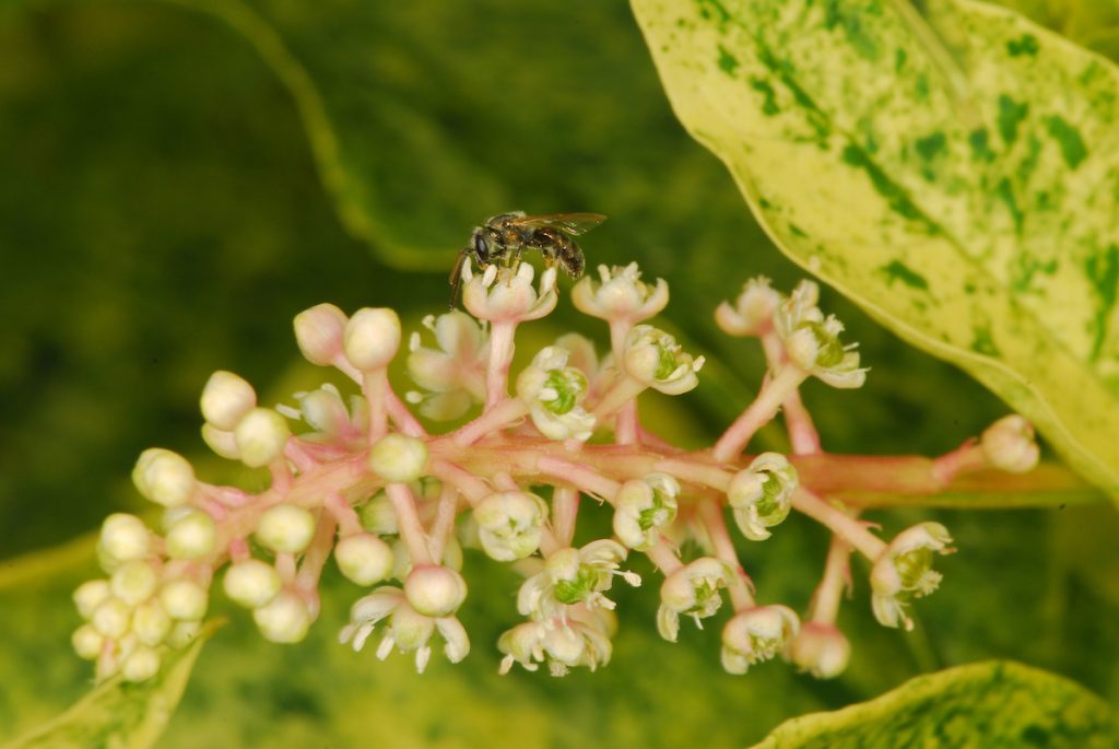 phytolcacca silbrstein with solitary bee