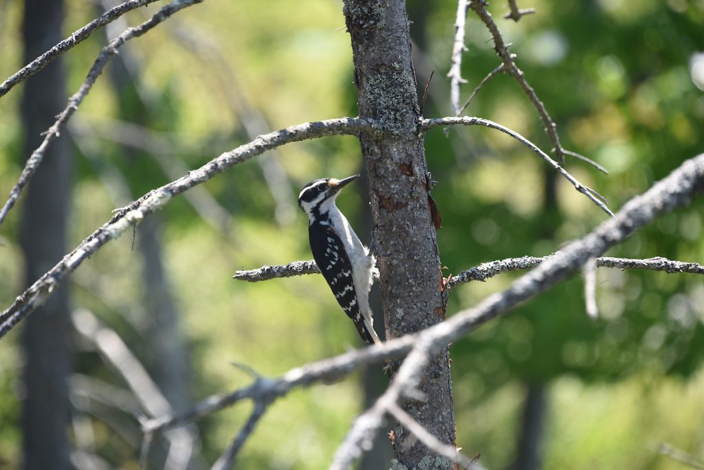 woodpecker wetland bridge bird3