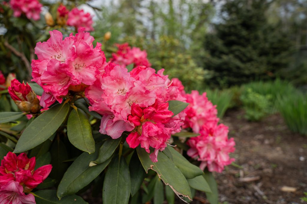 Rhododendrons 05938